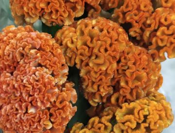 Заглянем в отдел срезанных цветов?